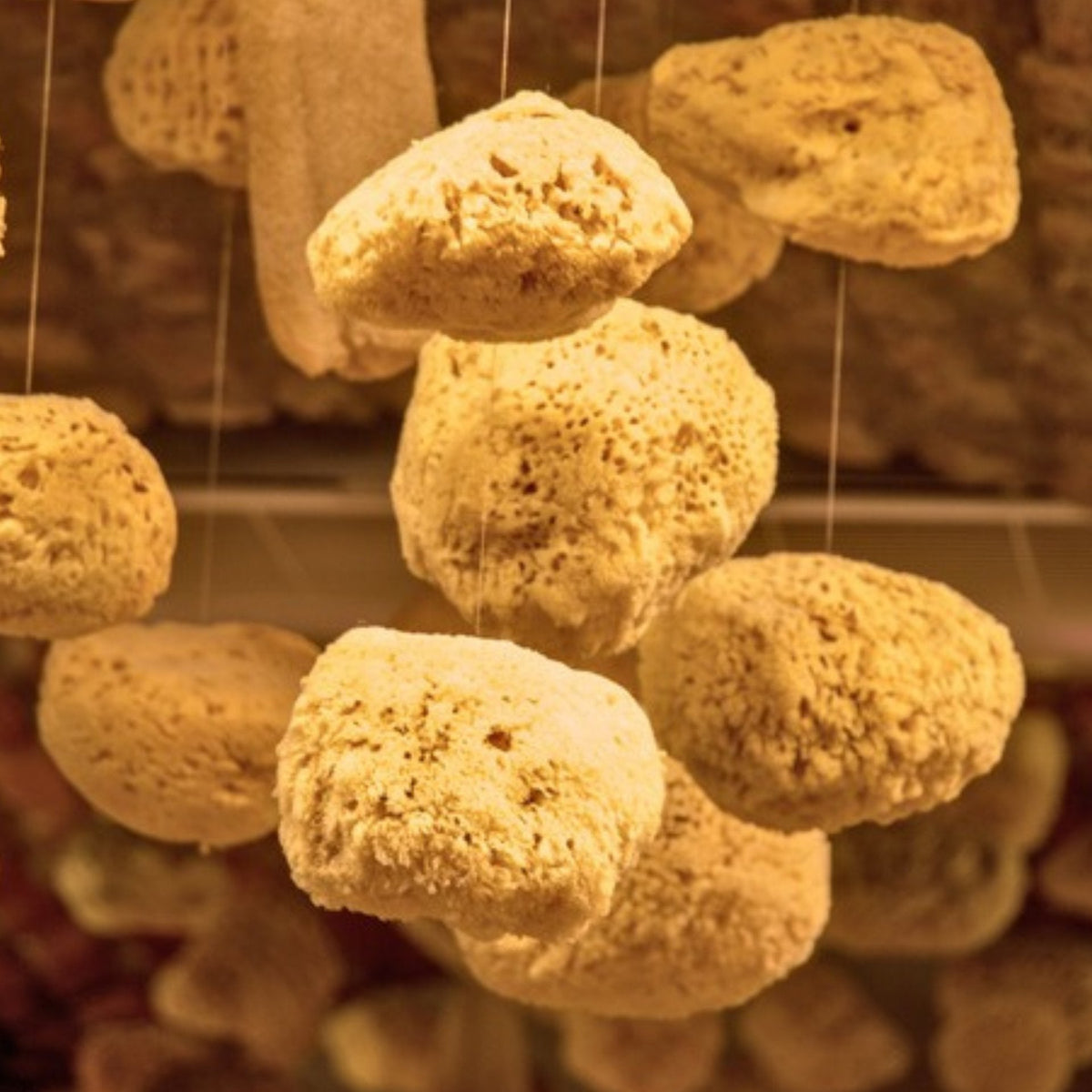 Natural Sea Sponge